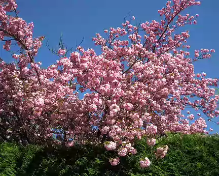 PXL018 Cerisier à fleurs